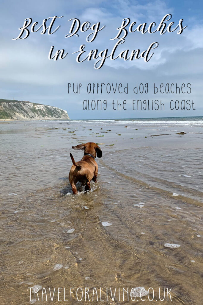 Dog Friendly Beaches in England - Travel for a Living