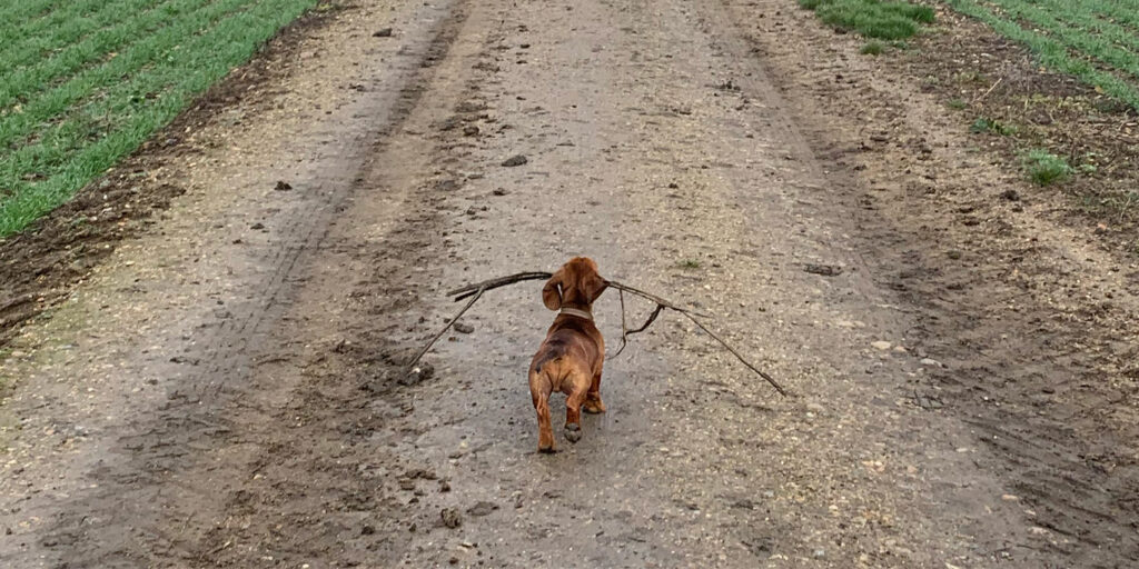 Taking our dog abroad post Brexit Travel for a Living